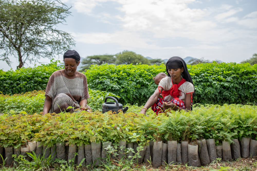 Nehima, 35, and Robe, 25, working at a tree seedling nursery in Fentale Woreda, East Shewa Zone.
